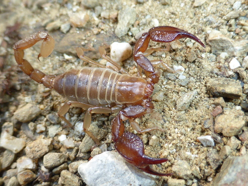 Belisarius xambeui photo 3