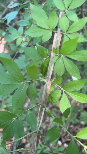 winged euonymus