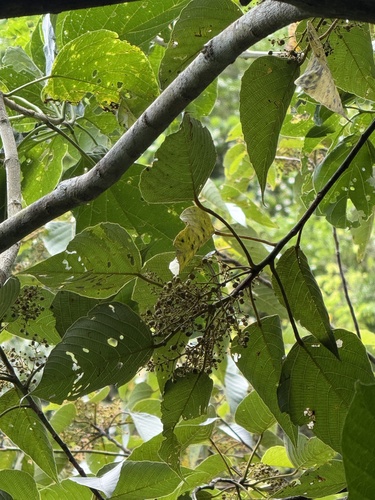 Macaranga sinensis observed 2026-06-11