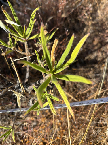 Echium onosmifolium, 2026-06-08