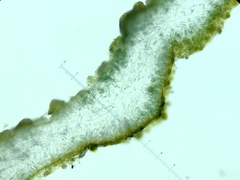 Lathagrium fuscovirens