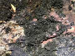 Lathagrium fuscovirens