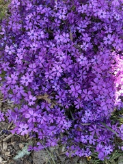 Phlox subulata