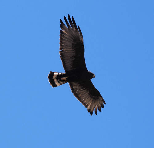 Zone-tailed Hawk