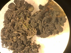 Lathagrium fuscovirens