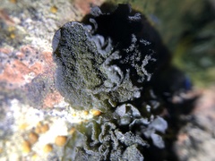 Lathagrium fuscovirens