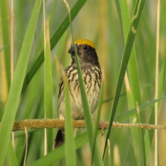 Ploceus manyar