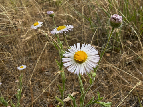 spreading fleabane