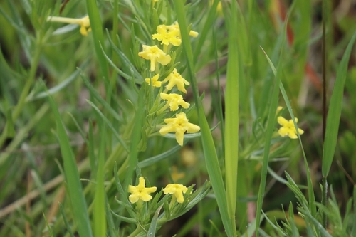 narrowleaf puccoon