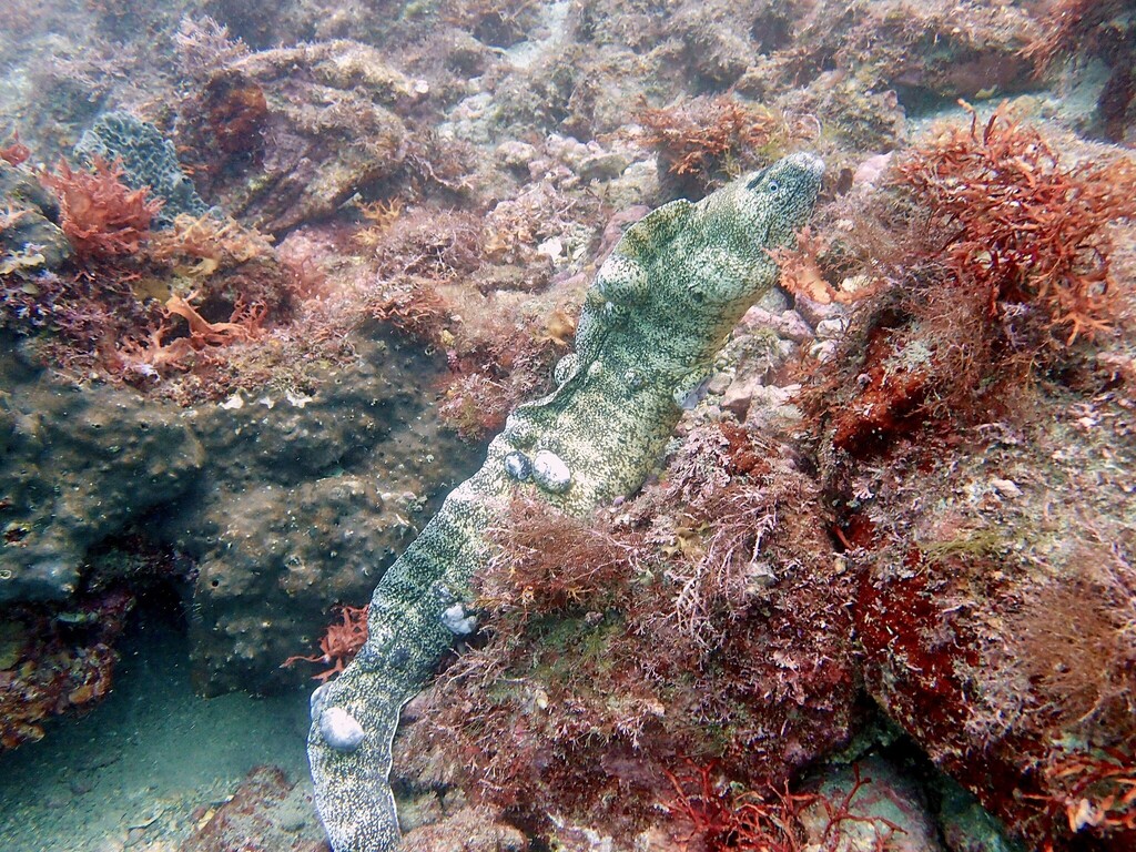 Kidako moray (Gymnothorax kidako) — Muraenidae