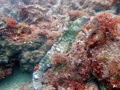 Moray Eel