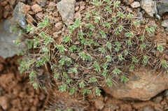 Astragalus echinus