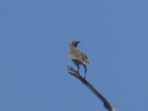 Western Meadowlark