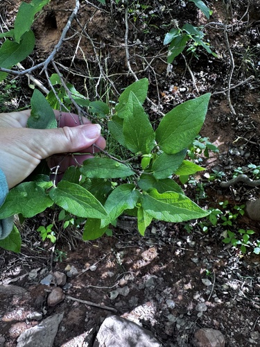 netleaf hackberry
