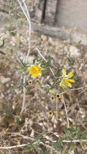 Many-flowered Mentzelia