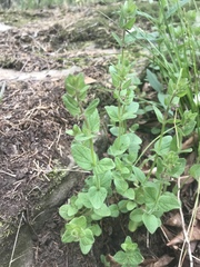Scutellaria parvula australis