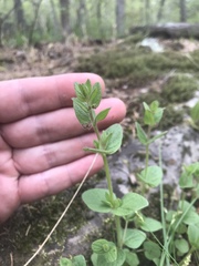 Scutellaria parvula australis