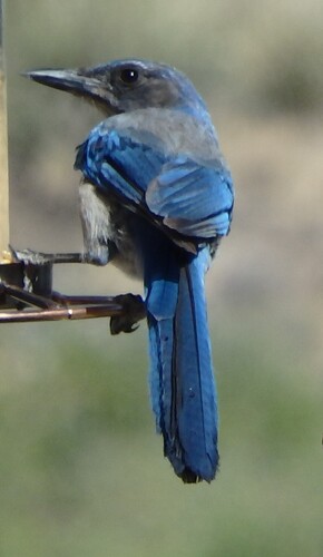 Woodhouse's Scrub-Jay