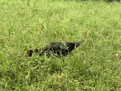 Cairina moschata domestica