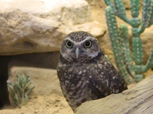 Burrowing Owl
