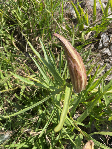 Antelopehorn Milkweed