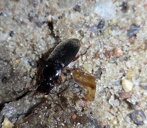 Gauruotasis vikriažygis