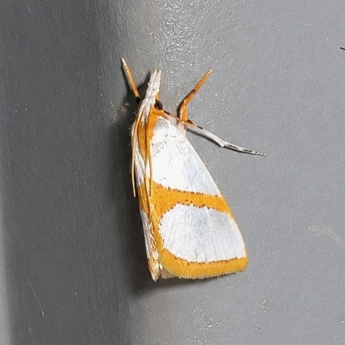 Curved-lined Vaxi Moth photo 4