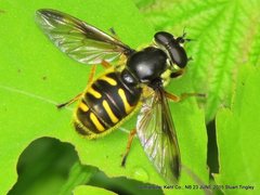 Sericomyia chrysotoxoides image