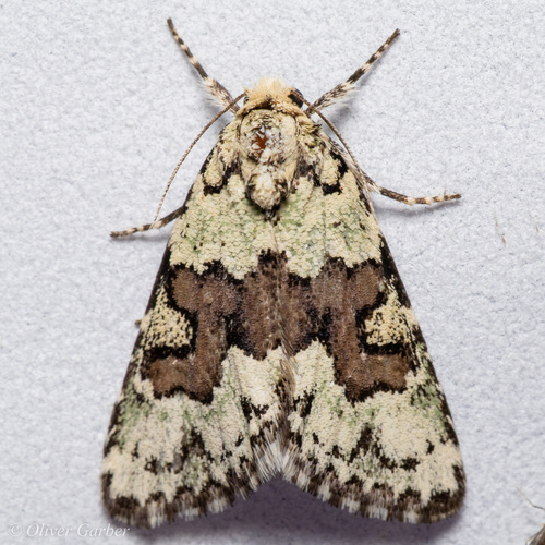 Lacinipolia buscki