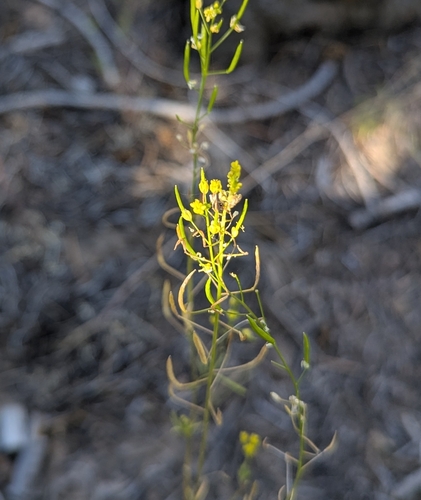 Western Tansymustard