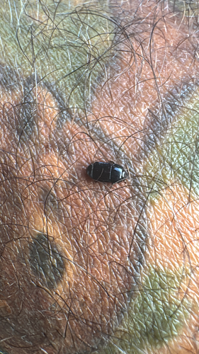 Hololepta aequalis