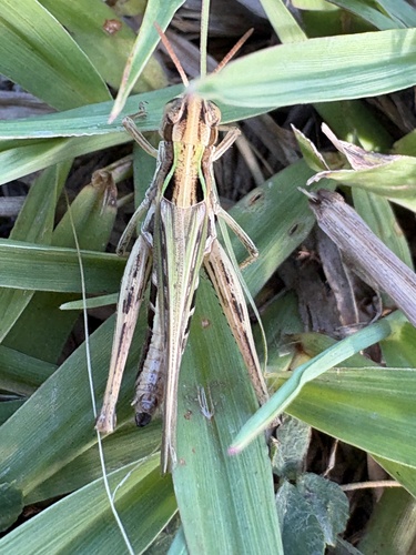 Admirable Grasshopper