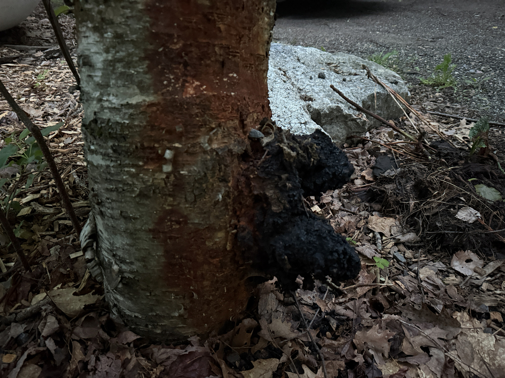 chaga · June 2026 · photo: Photo: (c) Sarah Kirn, some rights reserved (CC BY) · iNaturalist