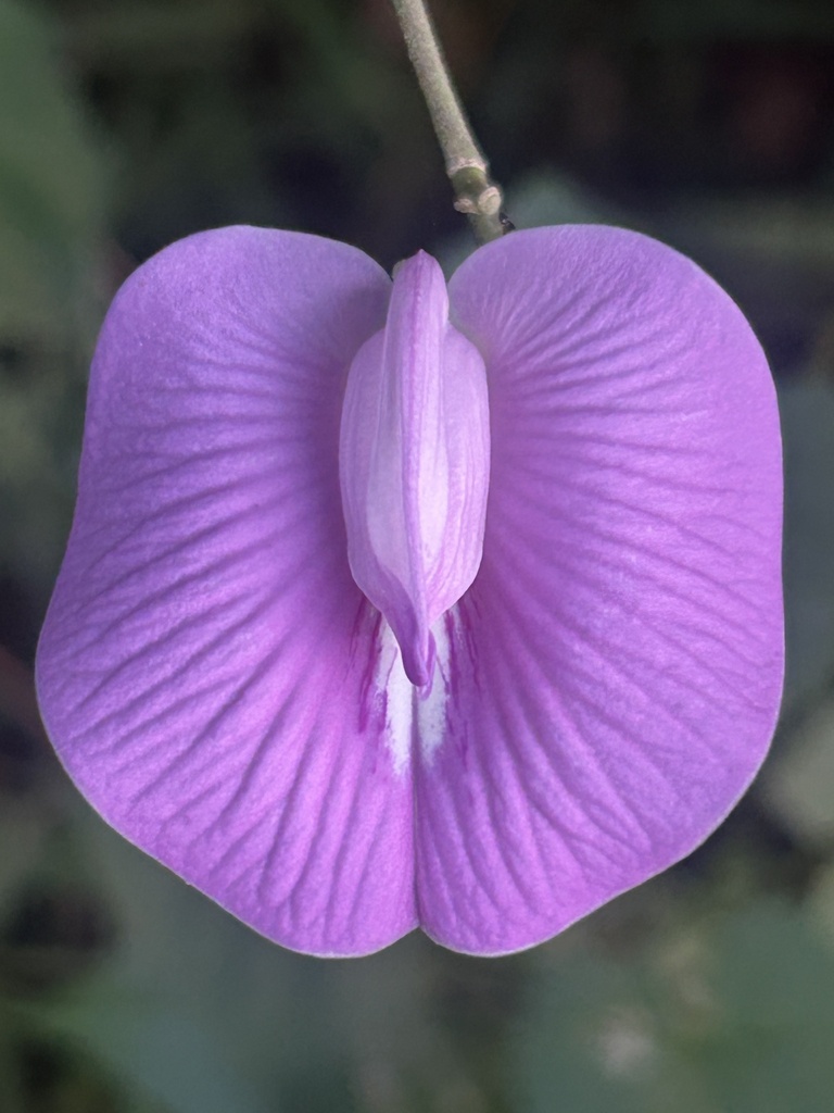 sentro (Centrosema molle)
