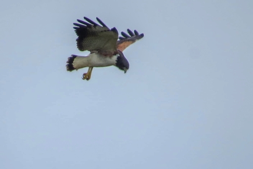 White-tailed Hawk