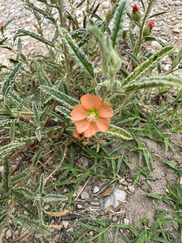 narrowleaf globemallow