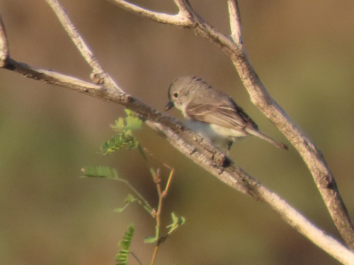 Gray Vireo