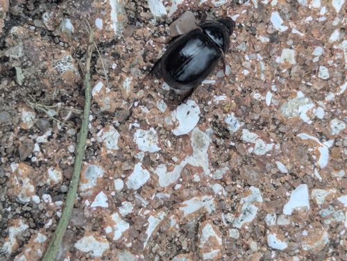 Illiger's Scavenger Scarab