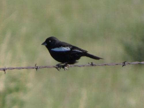 Lark Bunting