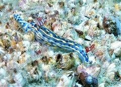 Hypselodoris festiva