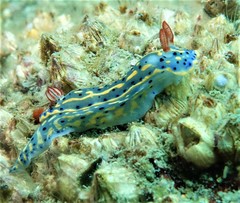 Hypselodoris festiva