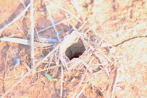 Missouri Burrowing Wolf Spider