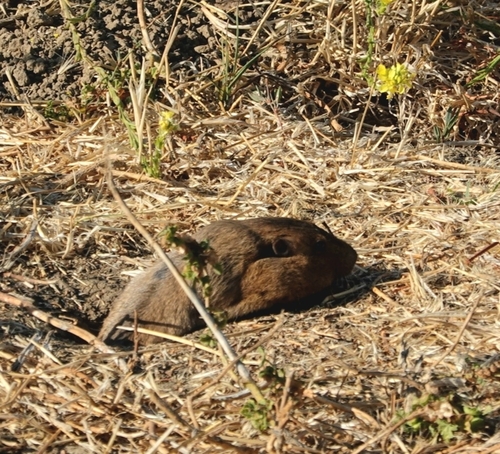 Botta's Pocket Gopher
