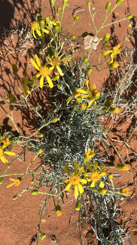 threadleaf groundsel