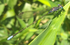 Argia pulla