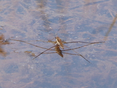 Limnoporus notabilis