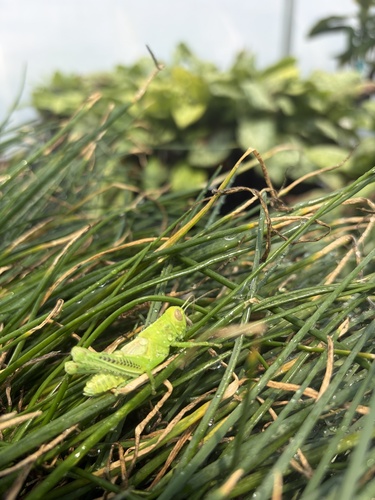 Differential Grasshopper