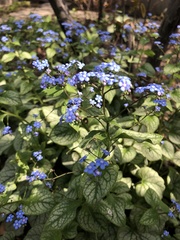 Brunnera macrophylla