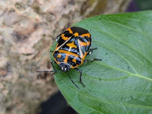 Harlequin Bug