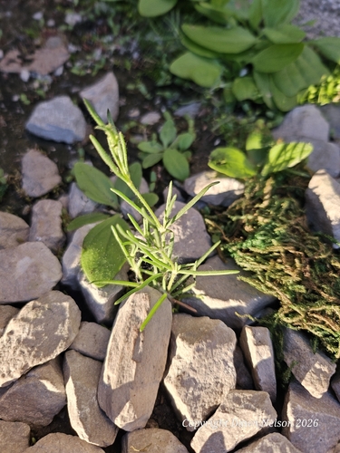 Saltmarsh Sand Spurry
